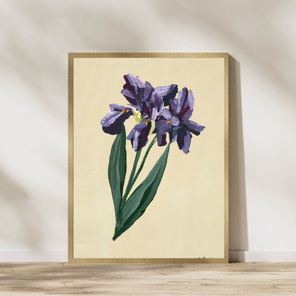 Single Iris - Prudence De Marchi