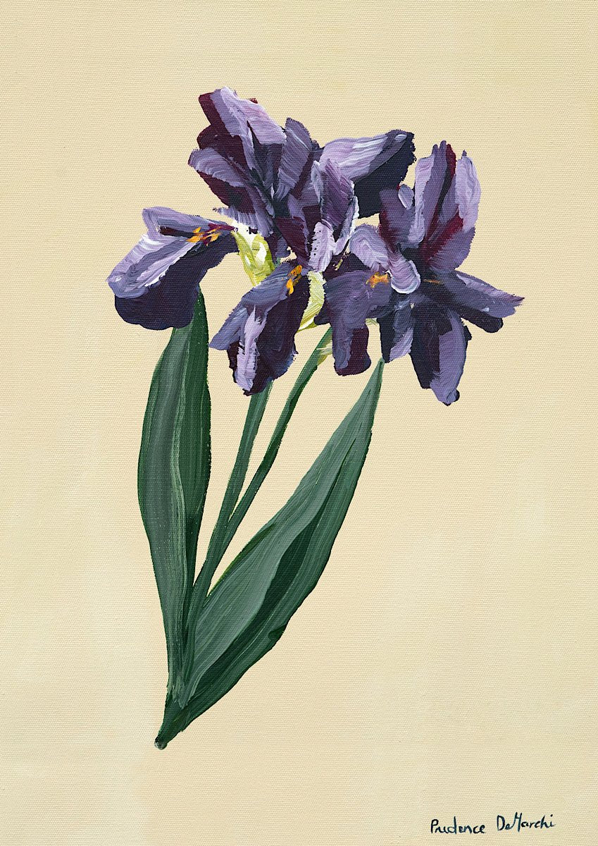Single Iris - Prudence De Marchi